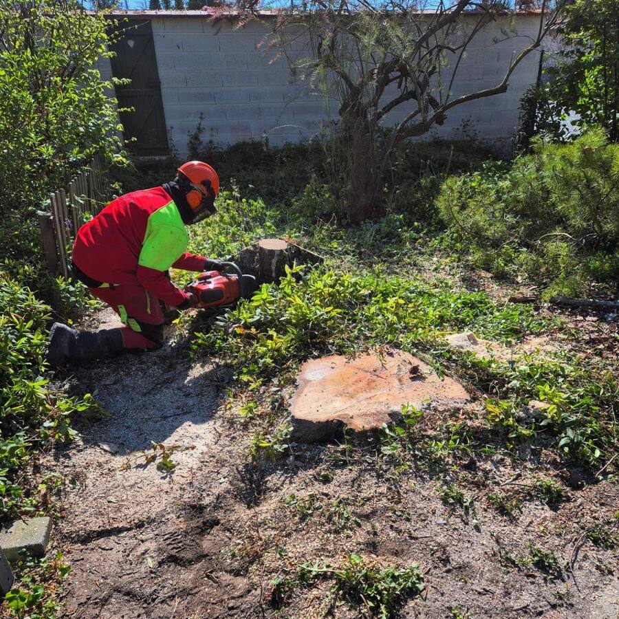 Avant : un élagueur tronçonne près des souches dans un jardin